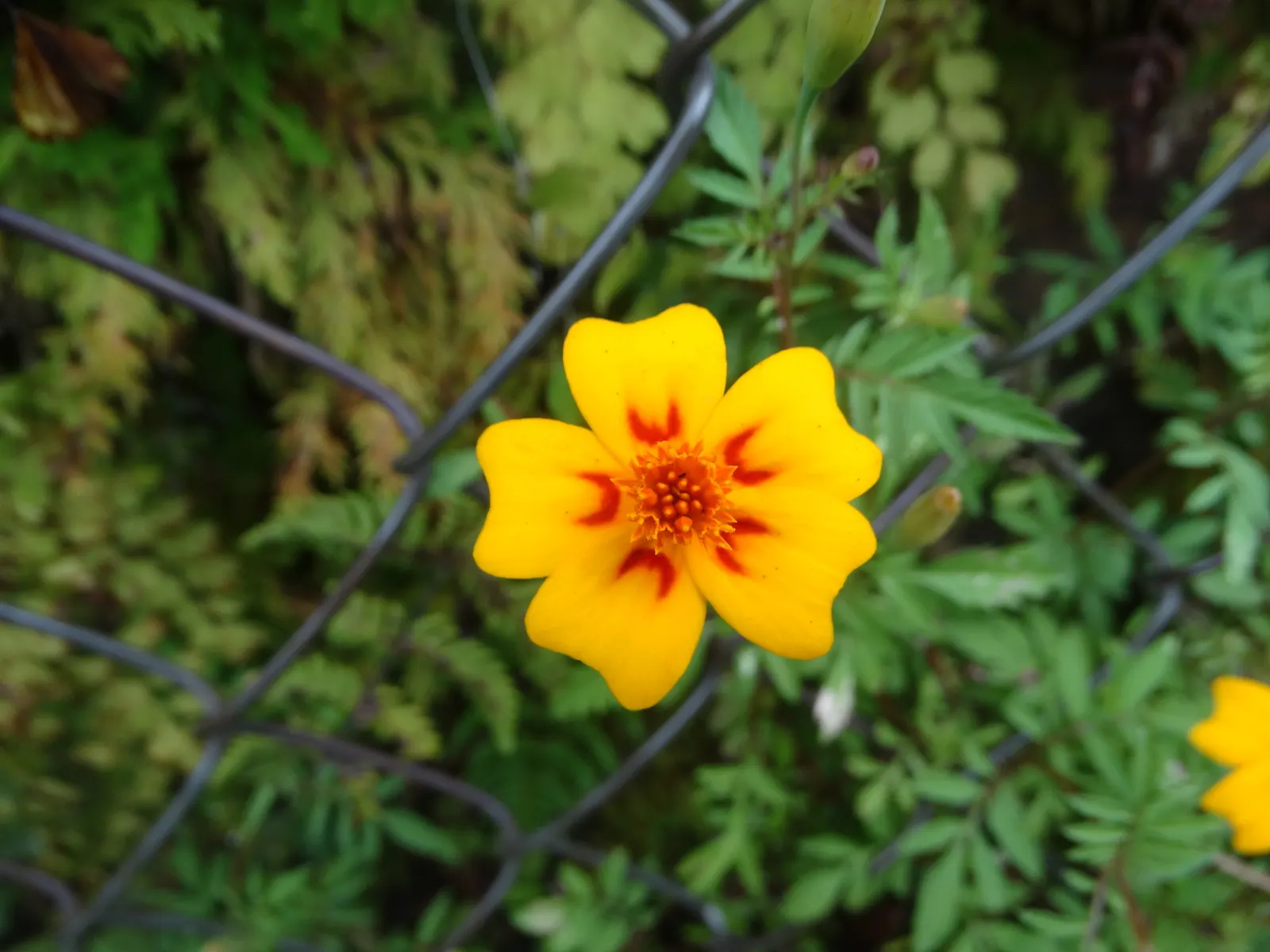 Mexican Marigold (Tagetes Lemmonii) — which can enhance the ecological value of a garden landscape.<br><br>For optimal growth