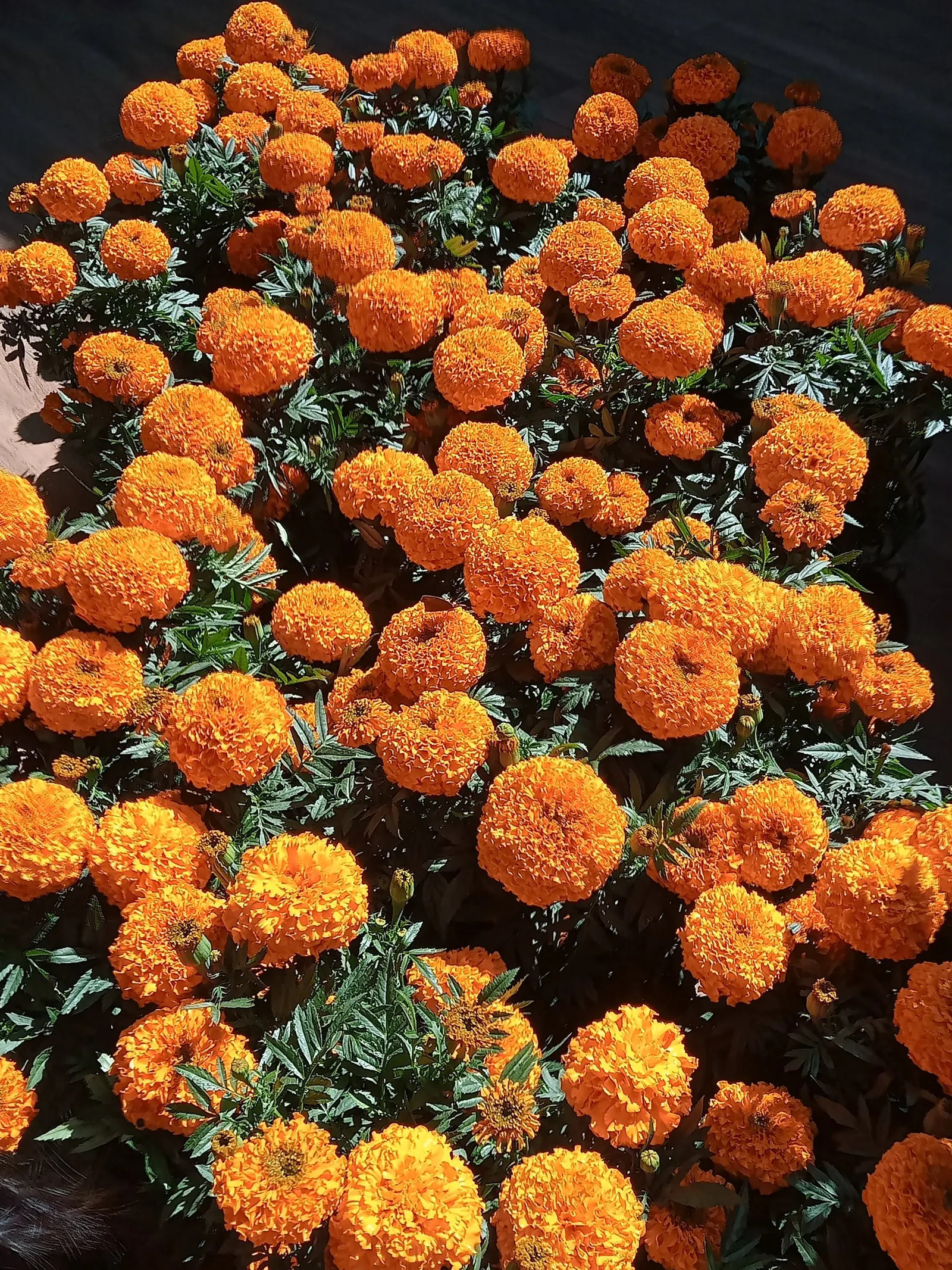 Mexican Marigold (Tagetes Lemmonii) — is an effulgent perennial shrub that plays a valuable role in ornamental horticulture; yellow flowers in the garden