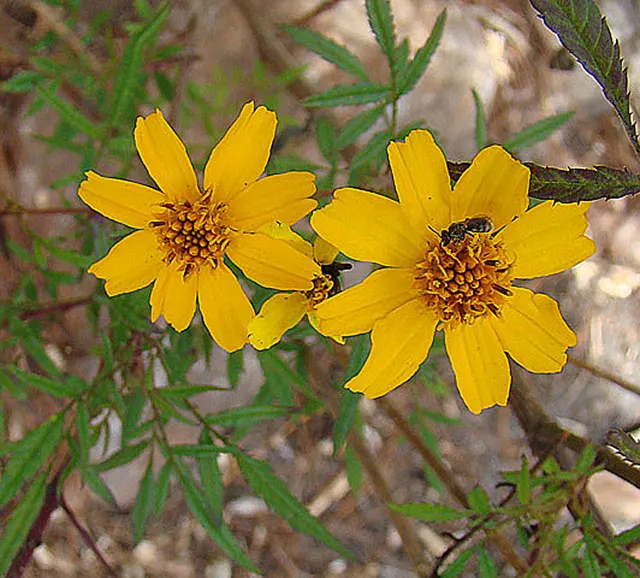 Mexican Marigold (Tagetes Lemmonii) — often compared to that of lemons or marigolds