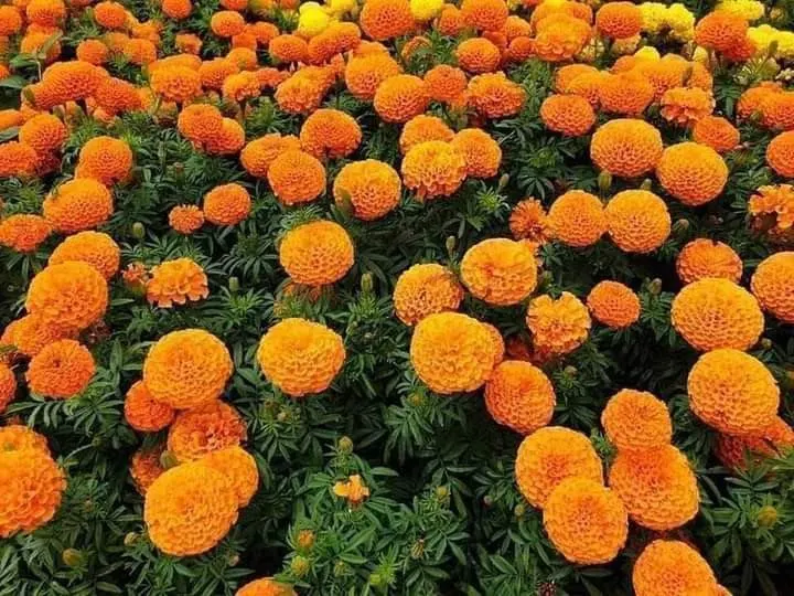 Mexican Marigold (Tagetes Lemmonii) — perennial with yellow blooms; including butterflies and bees