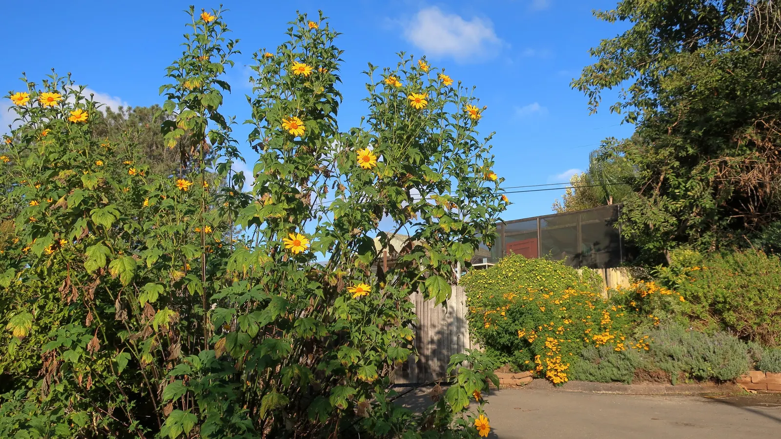 Mexican Marigold (Tagetes Lemmonii) — daisy-like golden yellow flowers; perennial with yellow blooms