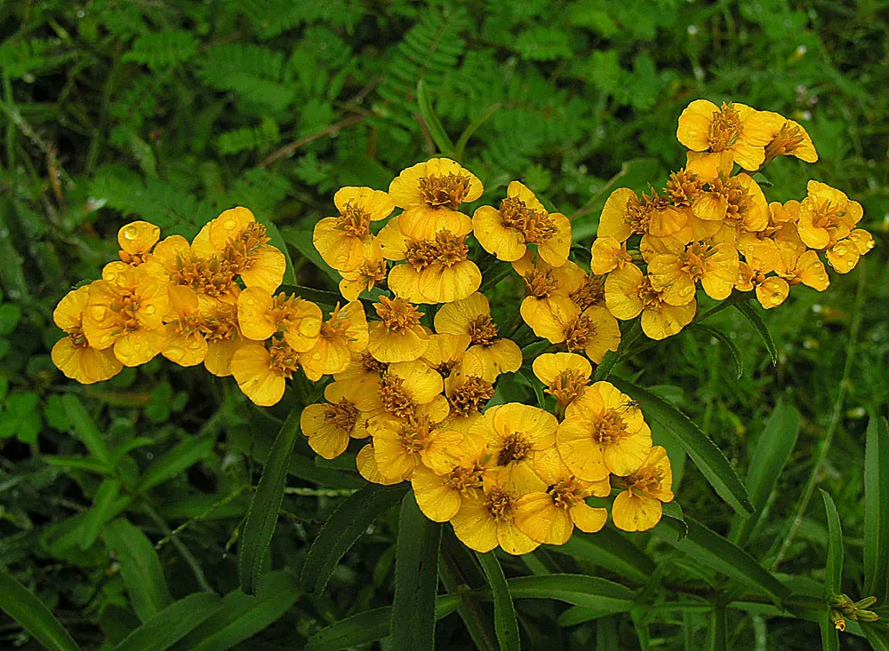 Mexican Marigold (Tagetes Lemmonii) — scientifically referred to as Tagetes lemmonii