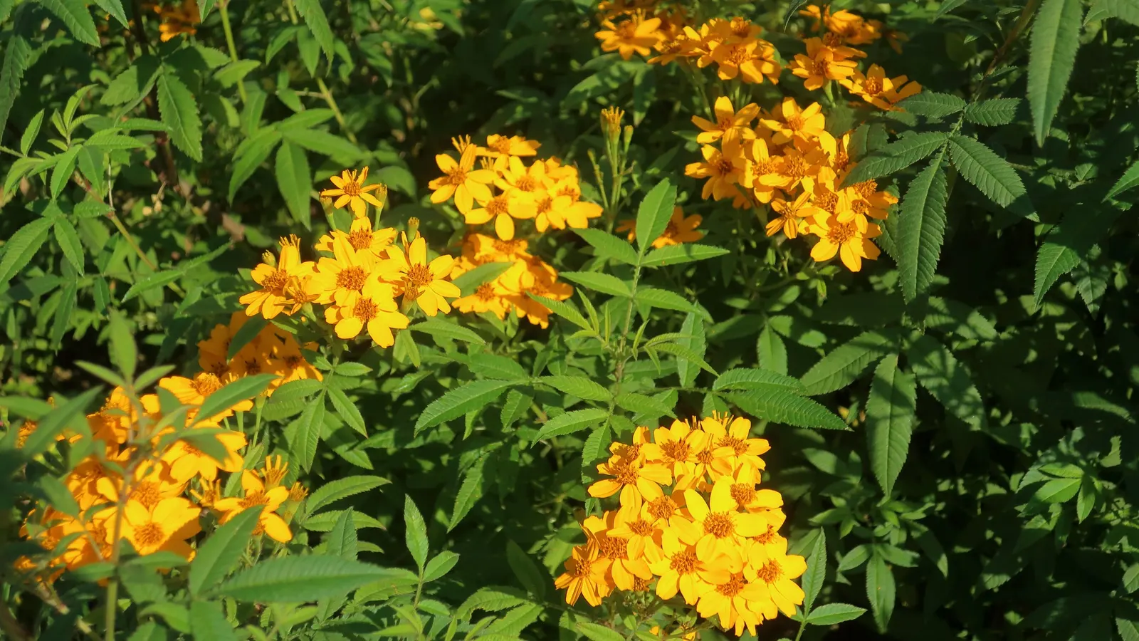 Mexican Marigold (Tagetes Lemmonii) — scientifically referred to as Tagetes lemmonii; which can enhance the ecological value of a garden, image 70