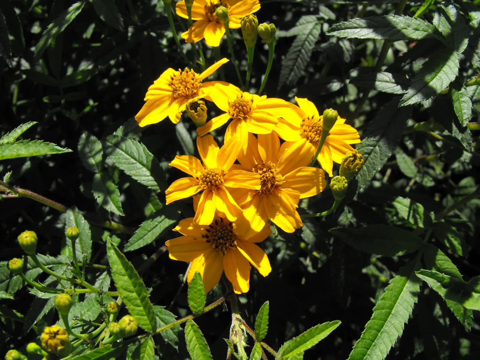 Mexican Marigold (Tagetes Lemmonii) — finely divided green leaves which emit a distinctive fragrance when brushed or crushed
