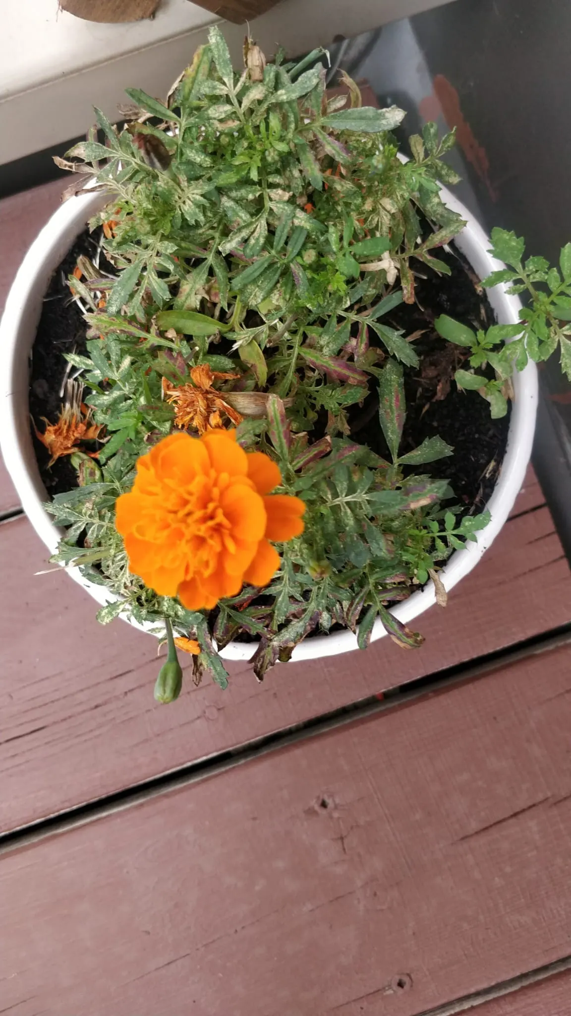 Mexican Marigold (Tagetes Lemmonii) — making it an ideal candidate for xeriscaping and low-water-use gardens