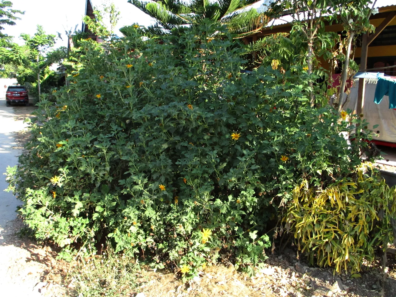 Mexican Marigold (Tagetes Lemmonii) — It's essential to note that while hardy; perennial for full or half