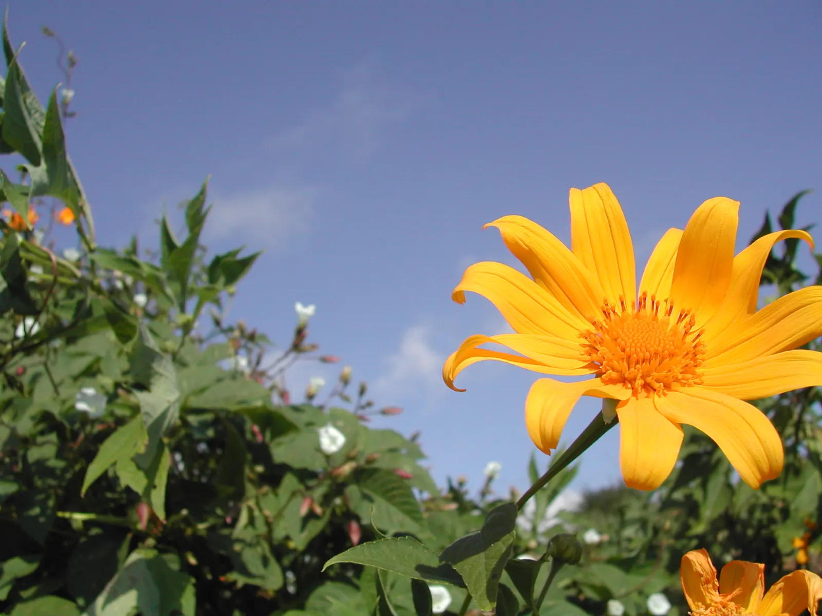 Mexican Marigold (Tagetes Lemmonii) — Mexican Marigold (Tagetes lemmonii) is a vibrant perennial offering fragrant