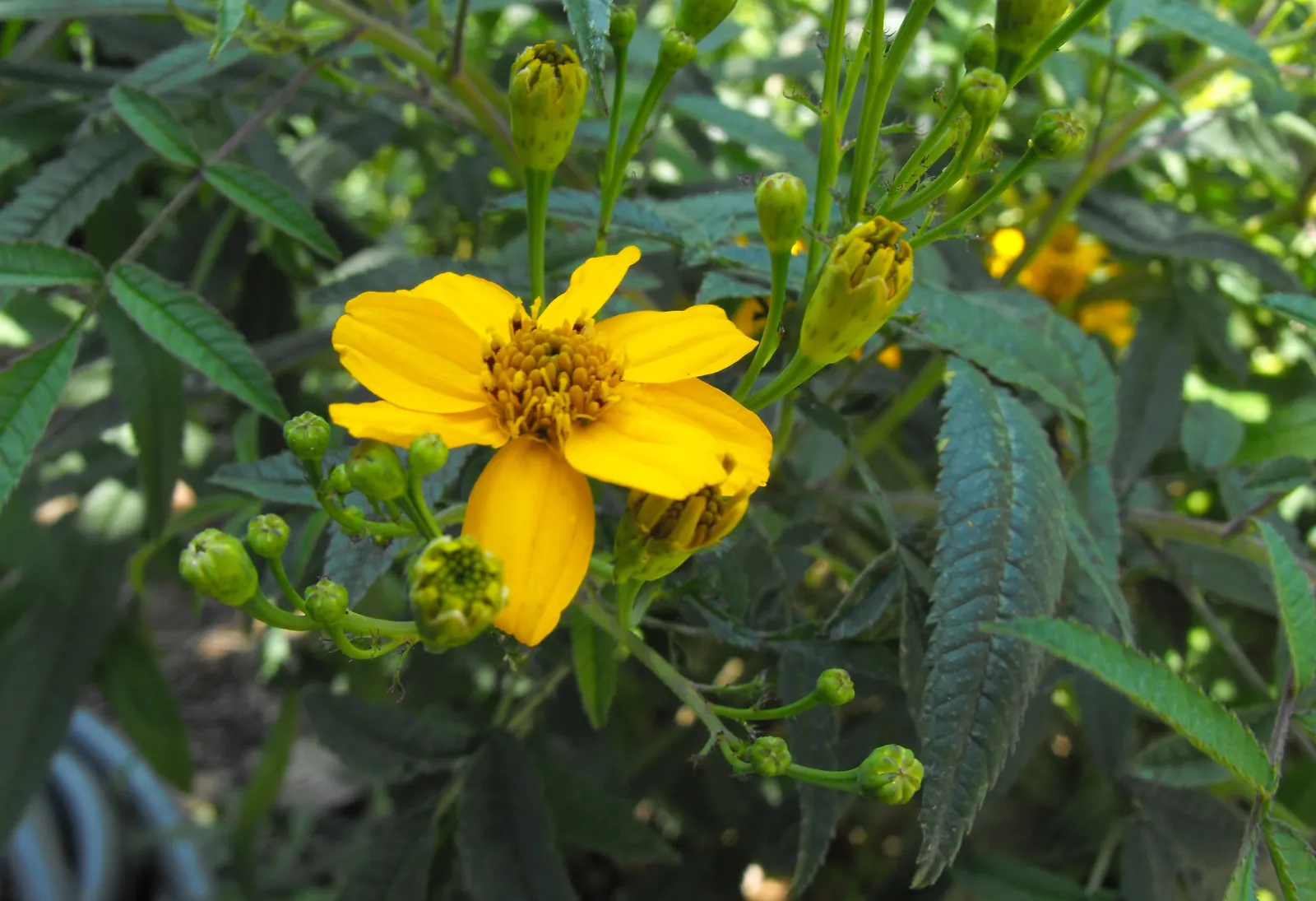 Mexican Marigold (Tagetes Lemmonii) — including butterflies and bees