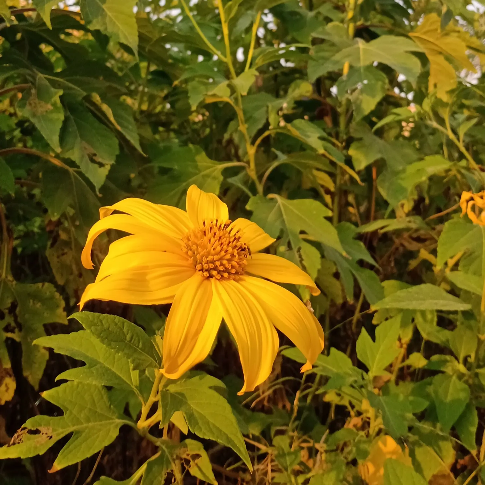 Mexican Marigold (Tagetes Lemmonii) — it is cold-sensitive and should be protected from frost to maintain its lush appearance; regular pruning maintains shape