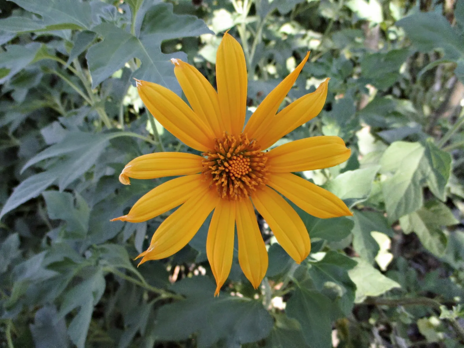 Mexican Marigold (Tagetes Lemmonii) — perennial for full or half