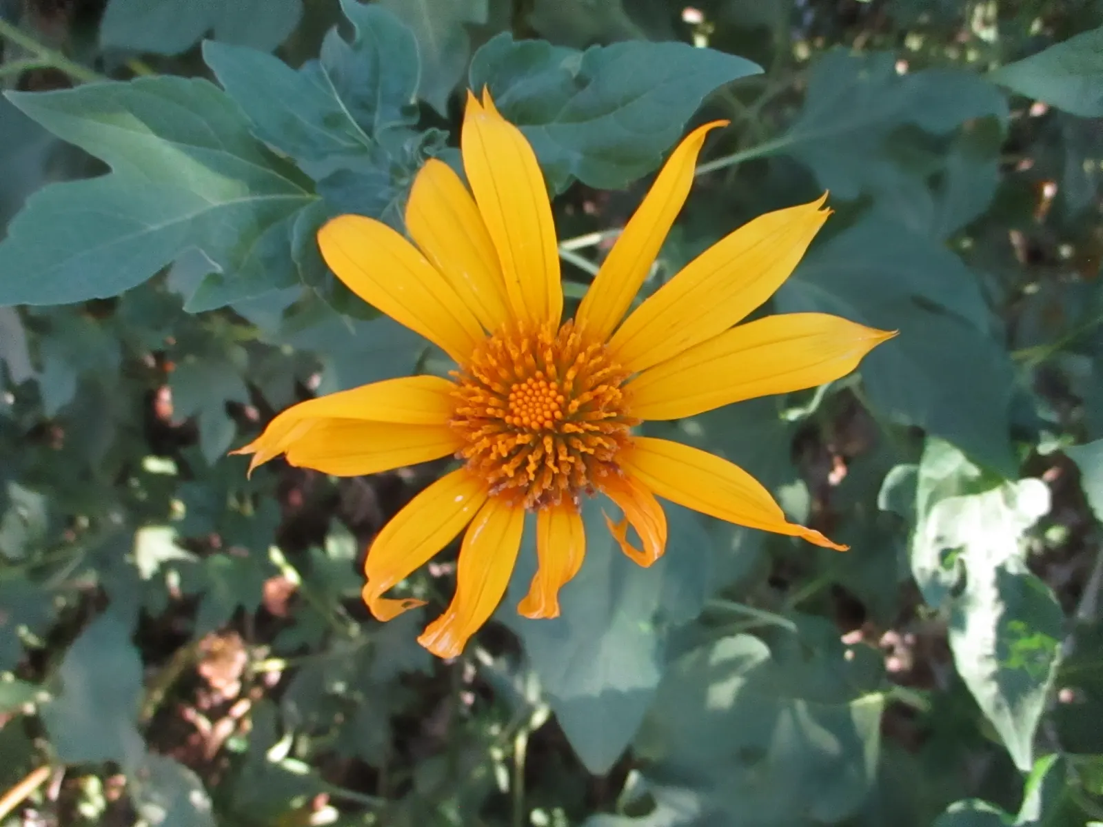 Mexican Marigold (Tagetes Lemmonii) — Thrives in full sun and well-draining soil; hardy to 20&deg;F; mexican Marigold (Tagetes lemmonii) is a vibrant perennial