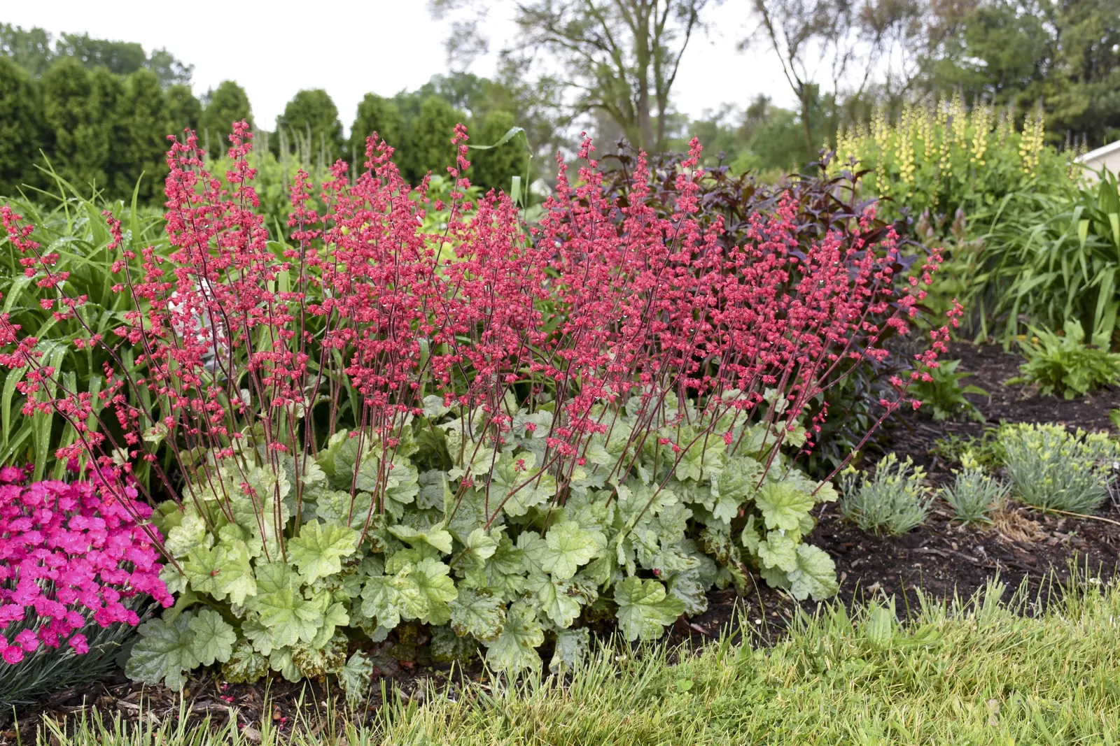'Spearmint' Coral Bells (Heuchera hybrid) — luminous foliage and airy summer bloom