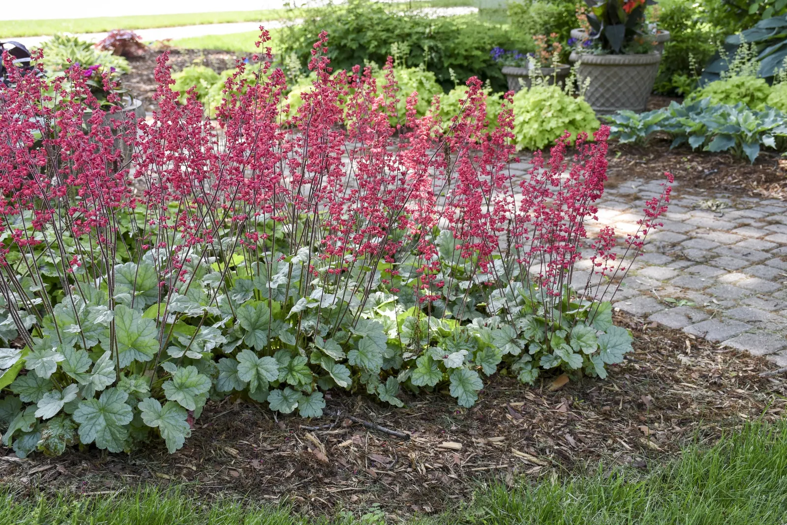 'Spearmint' Coral Bells (Heuchera hybrid) — commonly referred to as 'Spearmint' Coral Bells