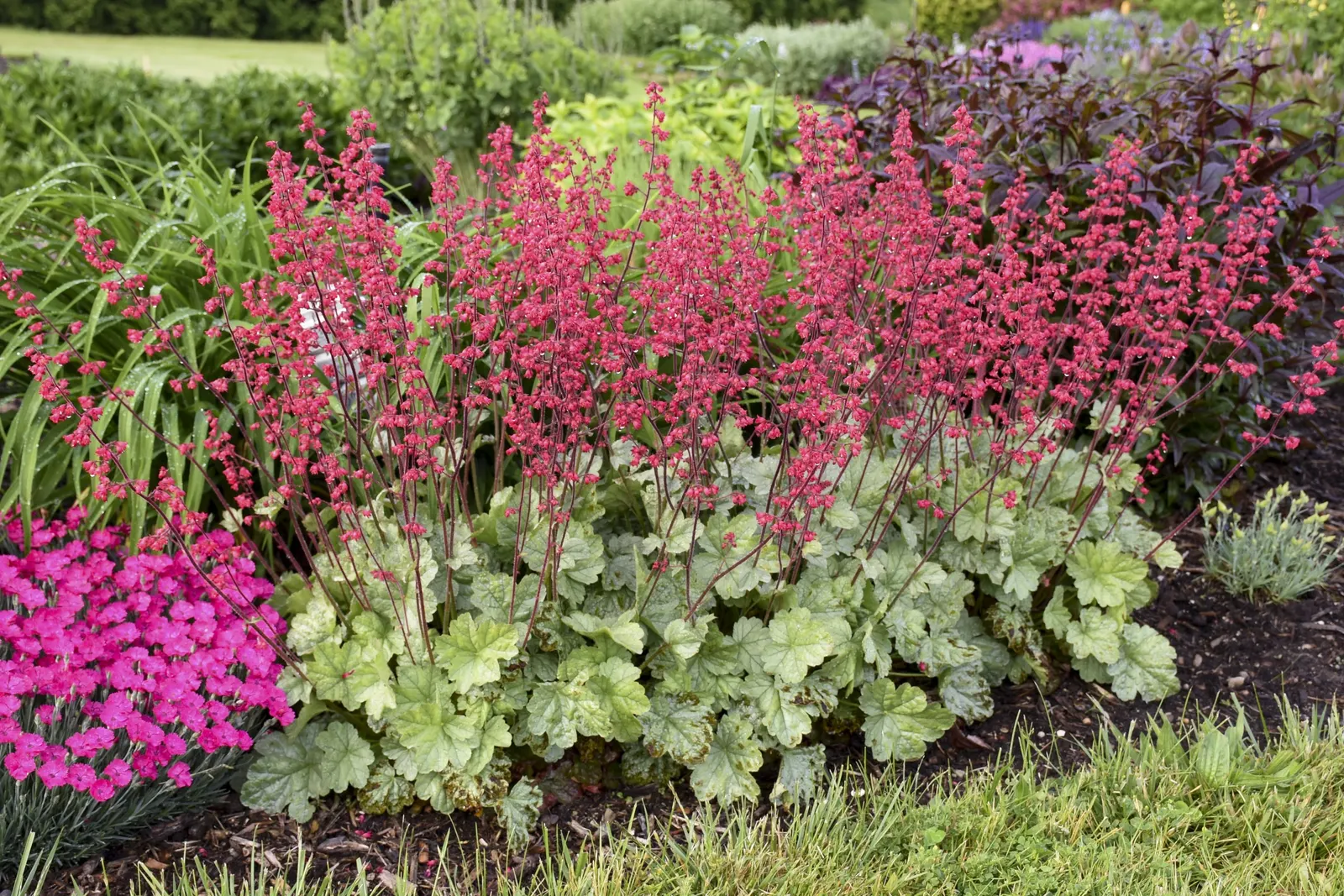 'Spearmint' Coral Bells (Heuchera hybrid) — This easy Proven Winners® perennial thrives in sun or shade