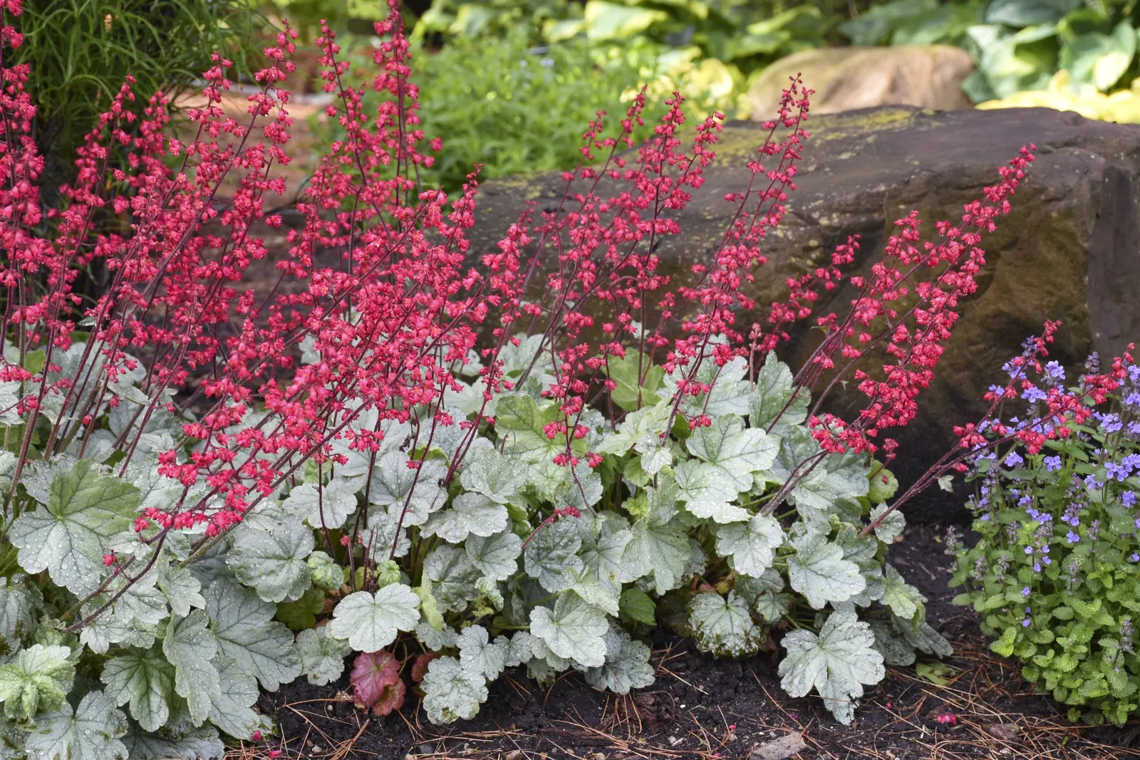 'Spearmint' Coral Bells (Heuchera hybrid) — mounded cushion of silvery green