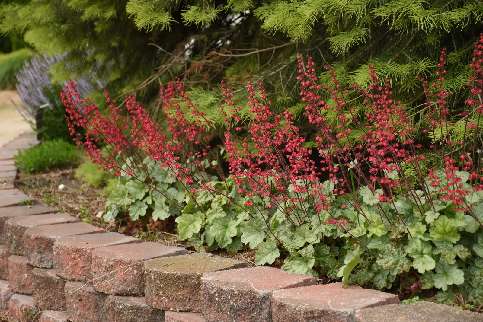 'Spearmint' Coral Bells (Heuchera hybrid) — The Heuchera hybrid 'Spearmint'