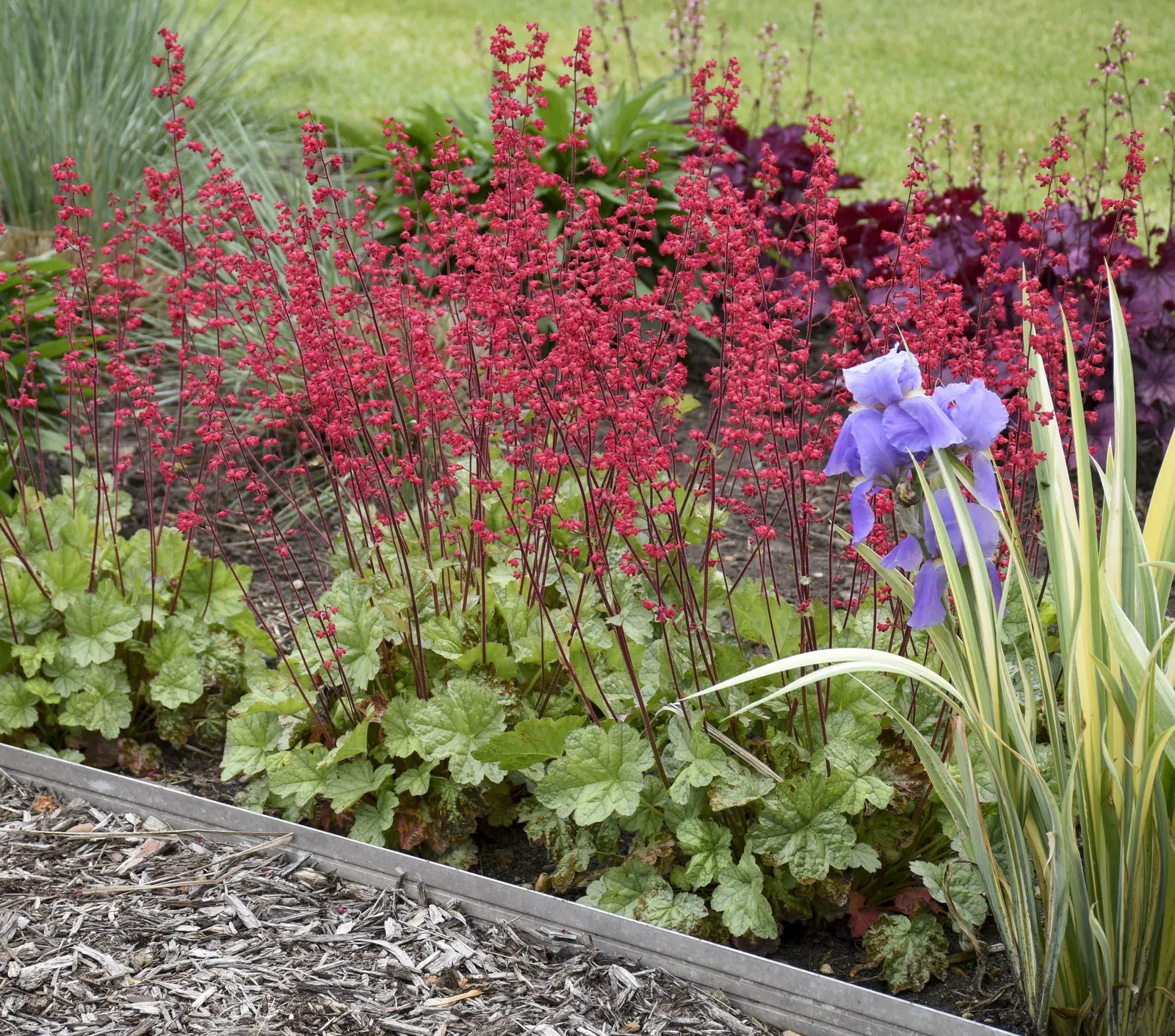 'Spearmint' Coral Bells (Heuchera hybrid) — Its softly rounded leaves form a low