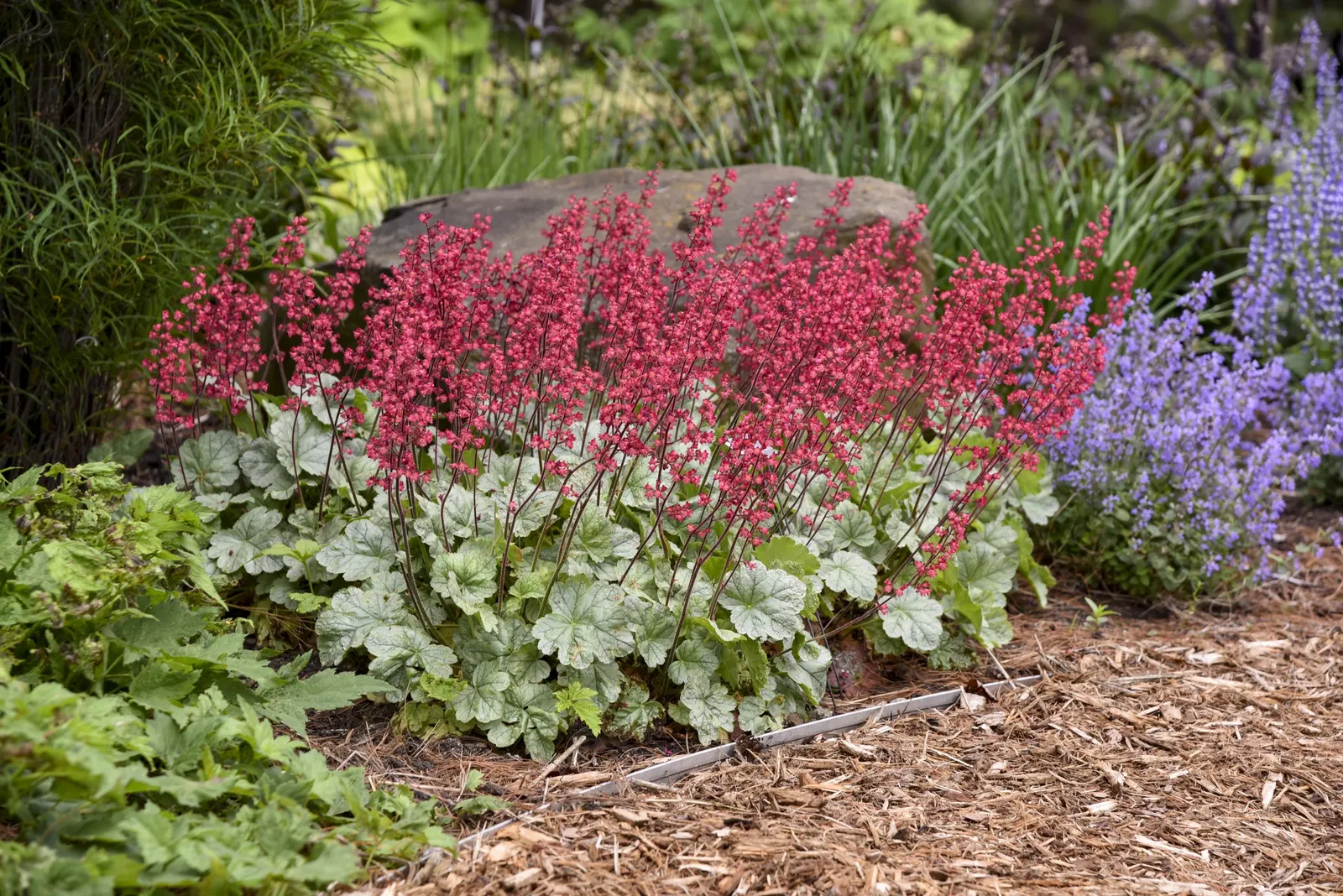 'Spearmint' Coral Bells (Heuchera hybrid) — Use it as an edging plant