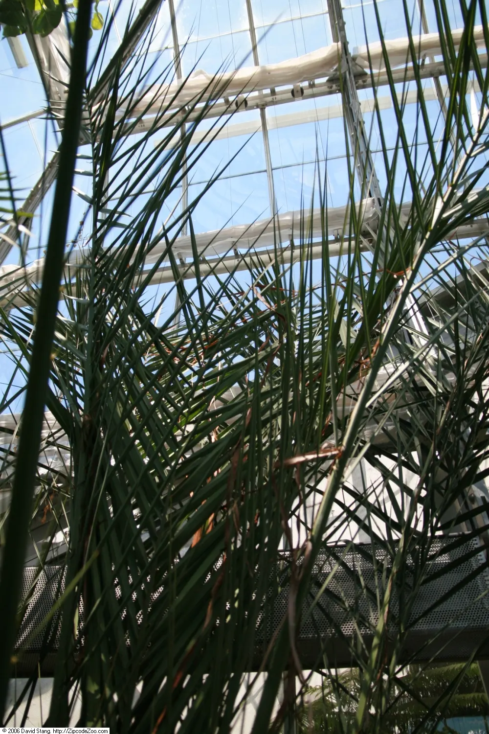 Medjool Desert Date Palm (Phoenix Dactylifera 'Medjool') — The Phoenix dactylifera 'Medjool' is a majestic palm, reaching heights of up to 75 feet