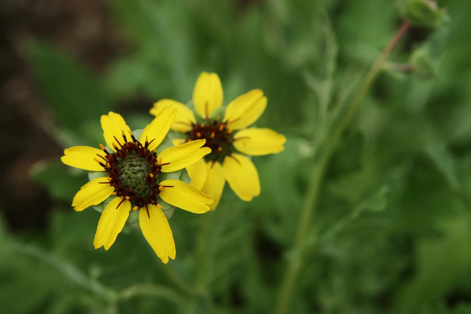 Chocolate Flower (Berlandiera Lyrata) — It's also well-suited for rock gardens, meadows, and naturalized areas; the Chocolate Flower (Berlandiera lyrata)