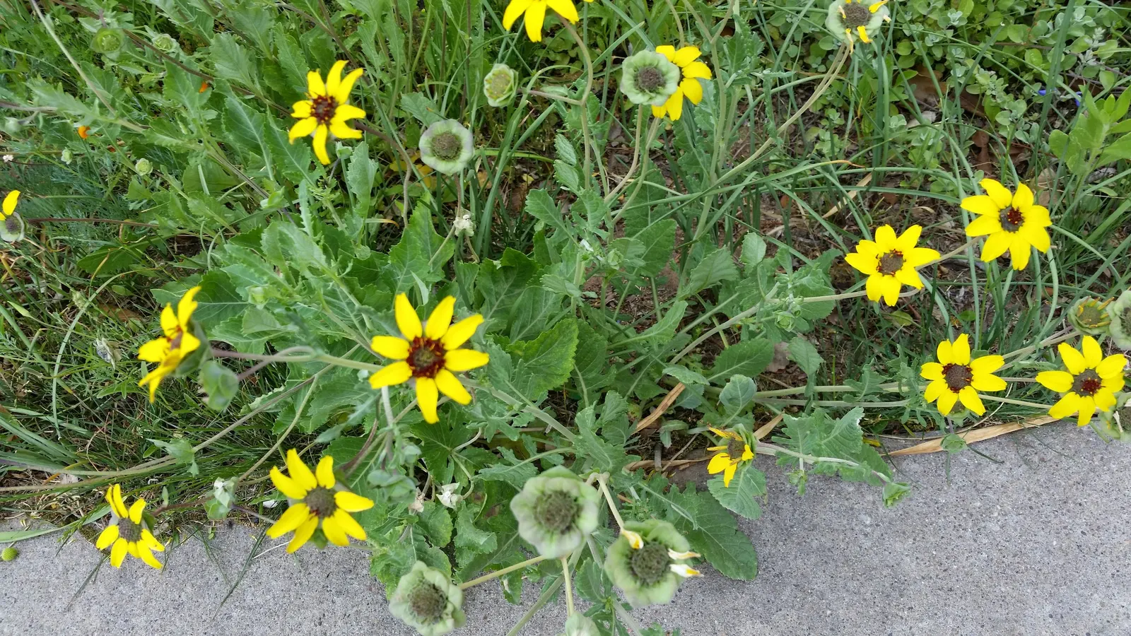 Chocolate Flower (Berlandiera Lyrata) — commonly referred to as the Chocolate Flower or Lyreleaf Greeneyes; is a charming addition to any garden that offers