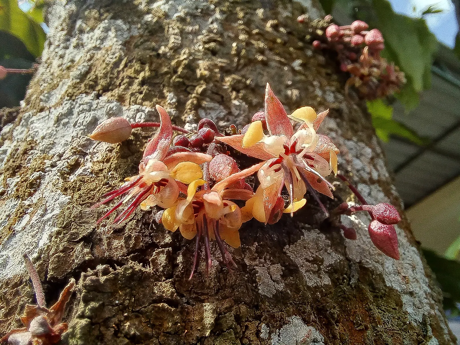 Chocolate Flower (Berlandiera Lyrata) — attracting butterflies while being deer resistant; is a perennial that thrives in full sun