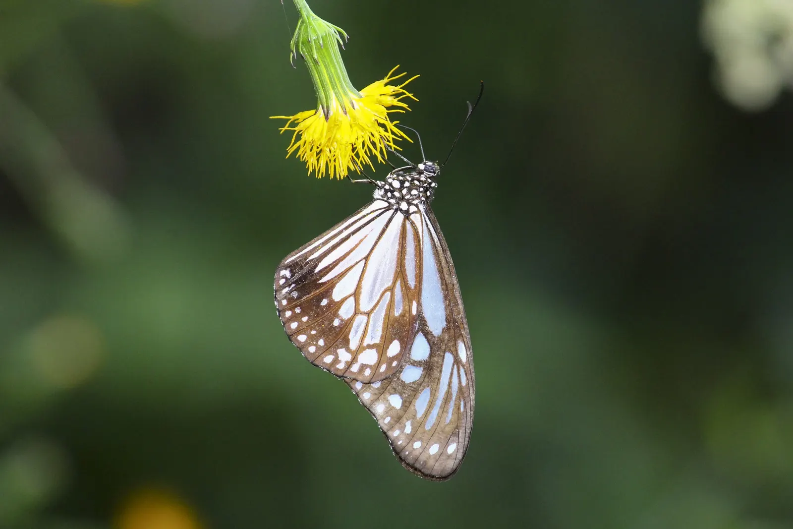 Chocolate Flower (Berlandiera Lyrata) — Its optimal placement is within well-drained soils that range from loam to sandy compositions, image 63