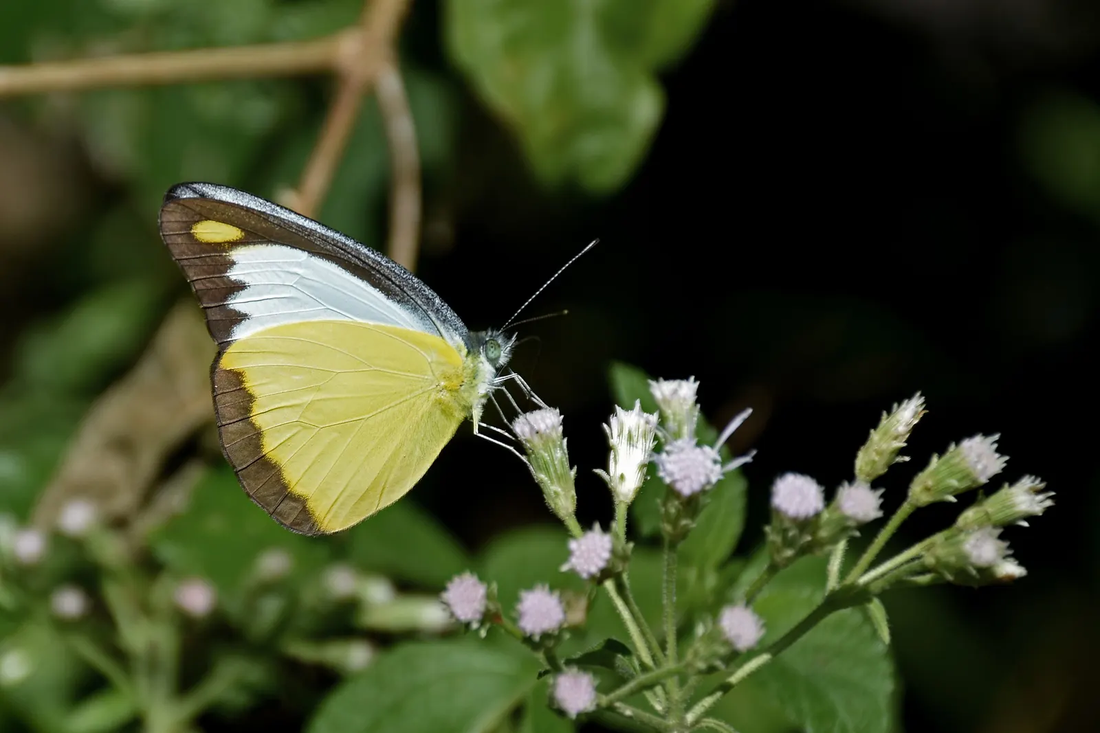 Chocolate Flower (Berlandiera Lyrata) — This perennial is native to the south-central United States; perennial with yellow blooms, image 61