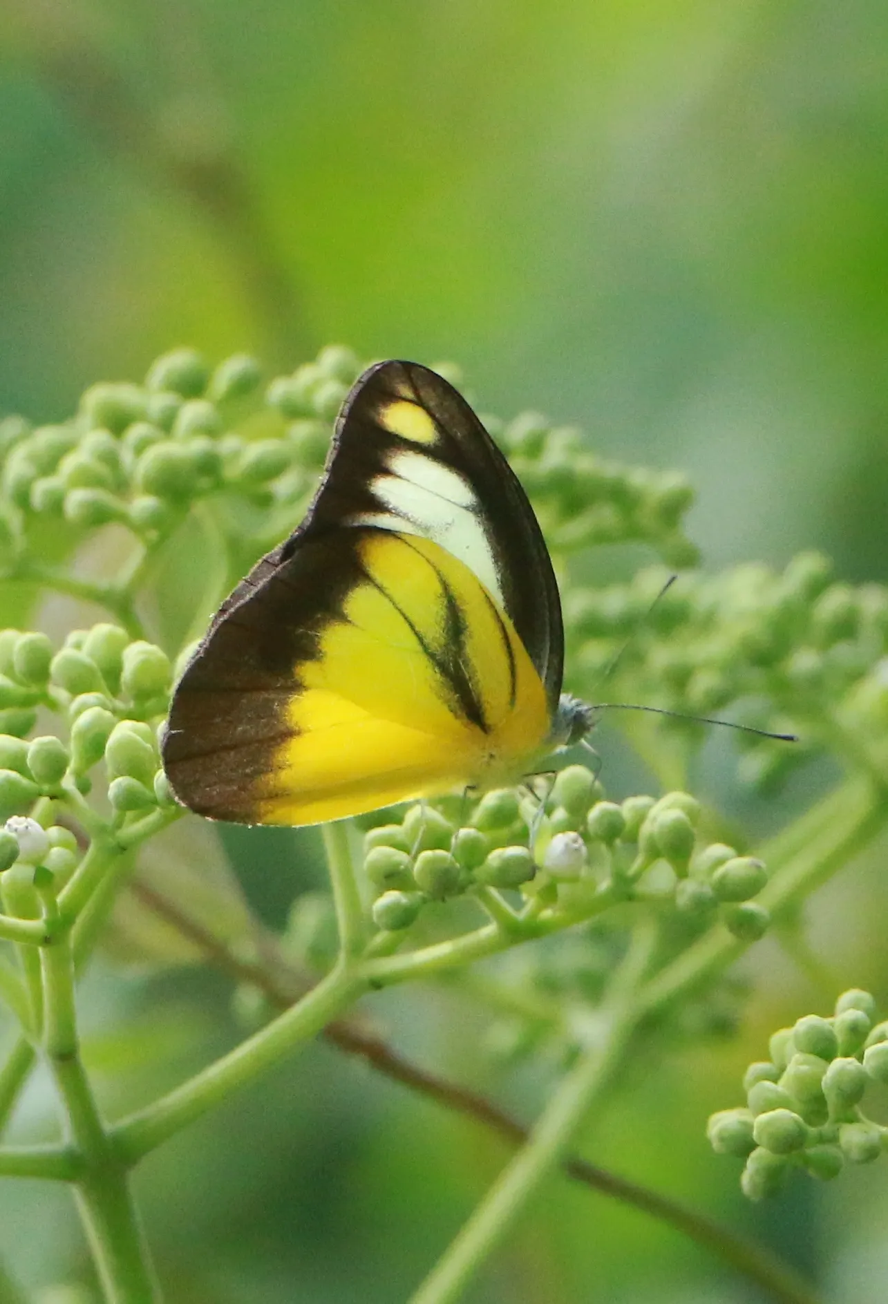 Chocolate Flower (Berlandiera Lyrata) — is a charming addition to any garden that offers both visual appeal and a delightful olfactory experience; the
