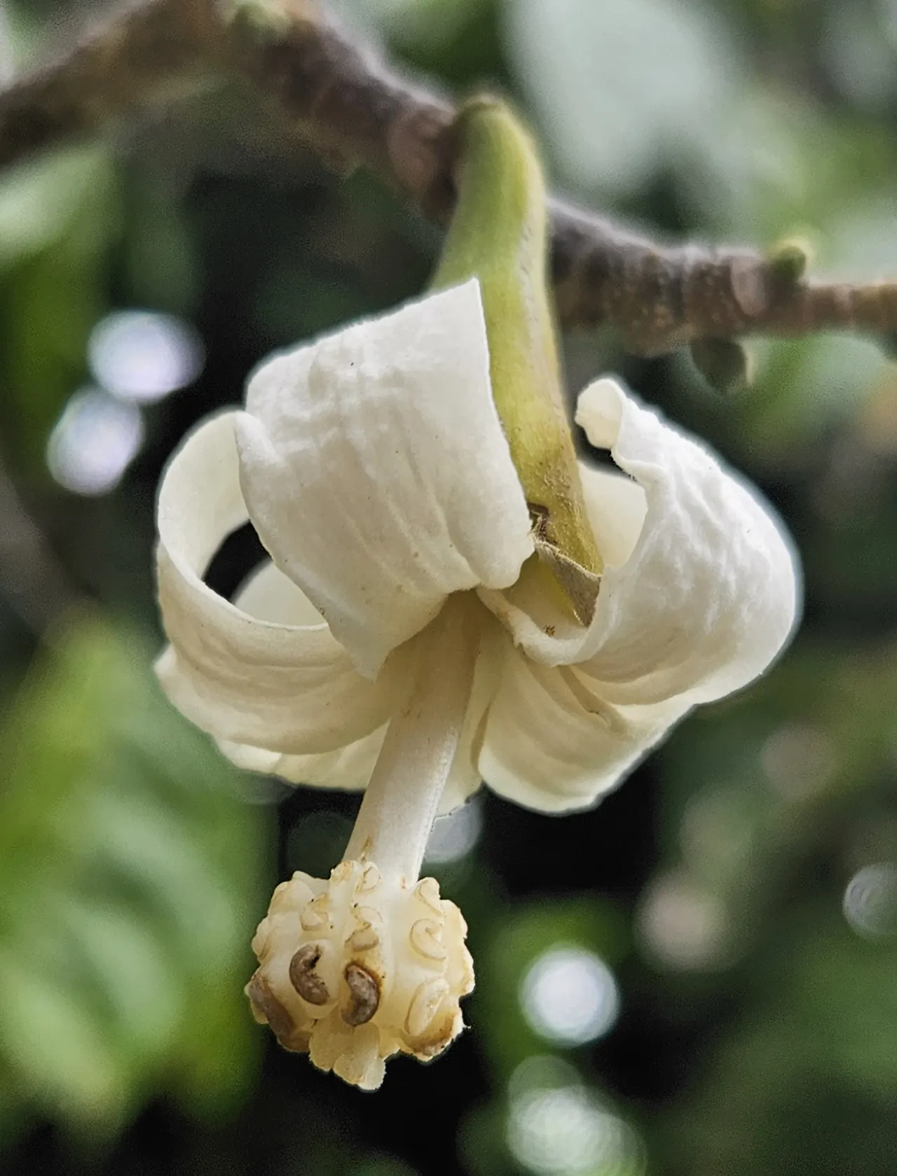 Chocolate Flower (Berlandiera Lyrata) — is a perennial that thrives in full sun; deep-green leaves that form an attractive basal rosette