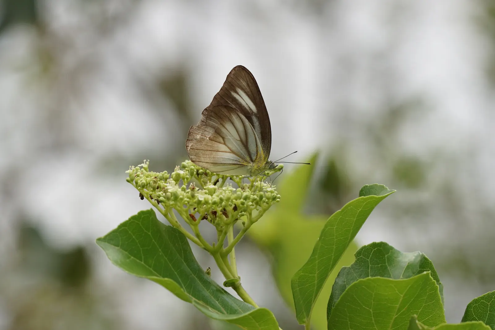 Chocolate Flower (Berlandiera Lyrata) — Drought-resistant, it‚Äôs ideal for xeriscapes