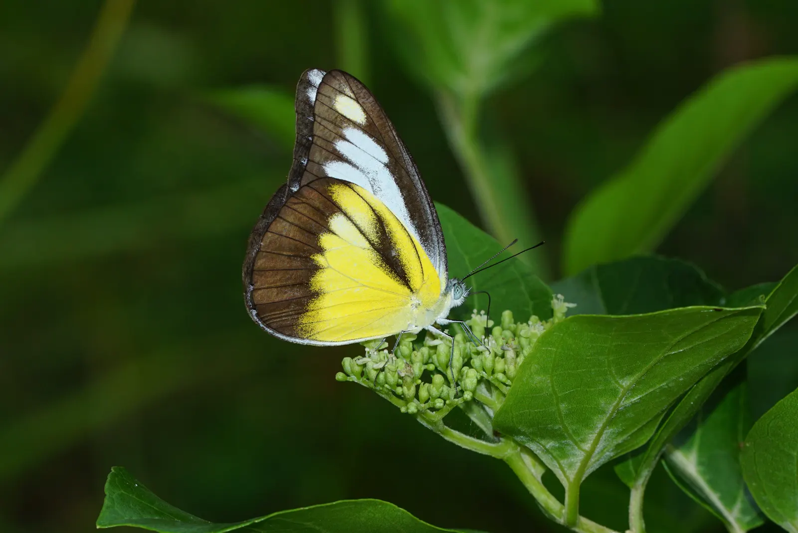Chocolate Flower (Berlandiera Lyrata) — perennial with yellow blooms