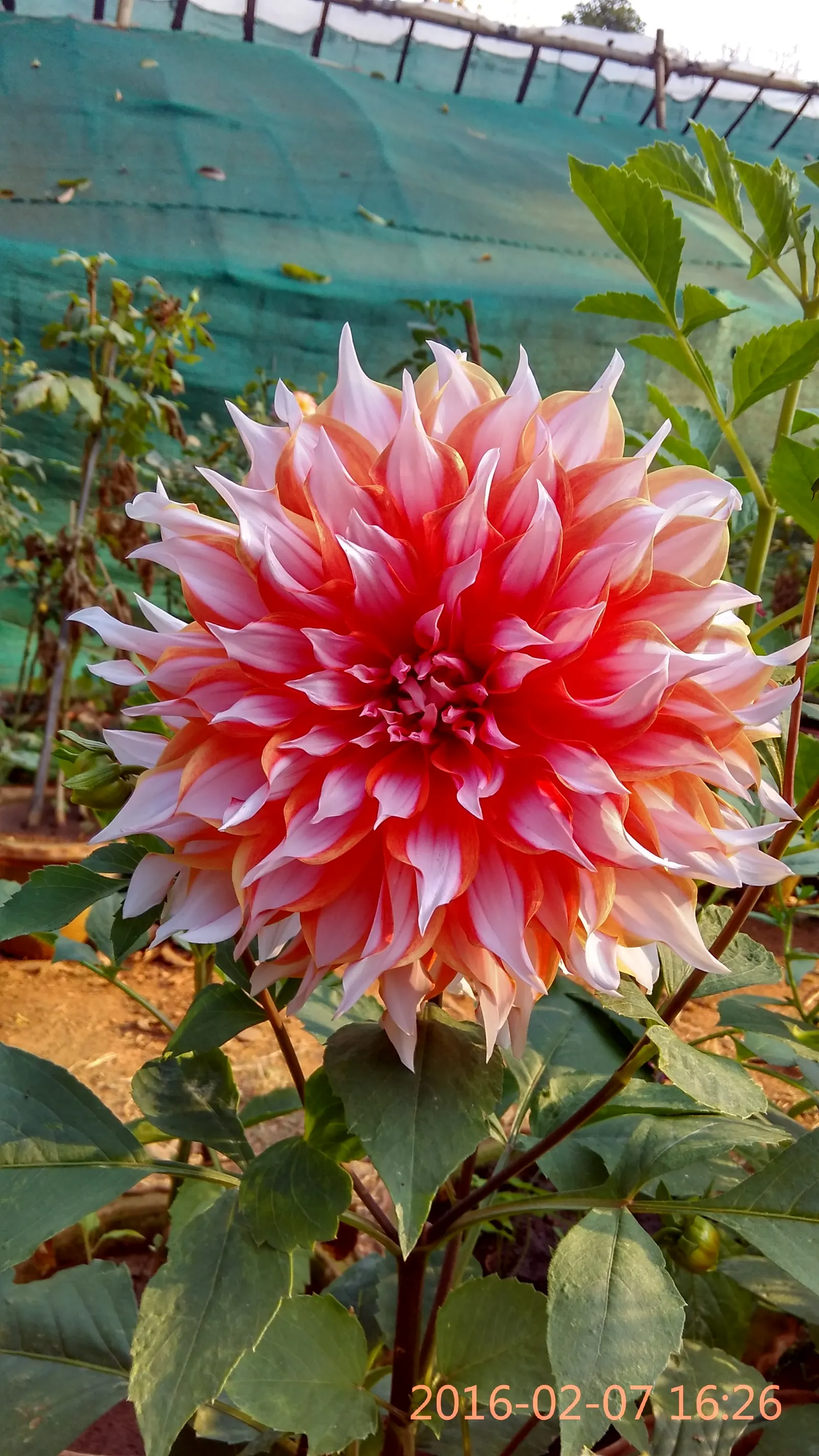 Chocolate Flower (Berlandiera Lyrata) — which are typically around 2 inches in diameter; adding texture to the planting area.<br><br>For landscape design