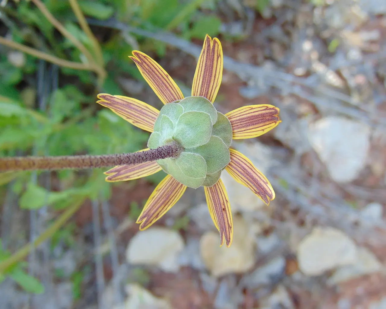 Chocolate Flower (Berlandiera Lyrata) — These flowers unfurl in the early morning hours and retain their fragrance throughout the day