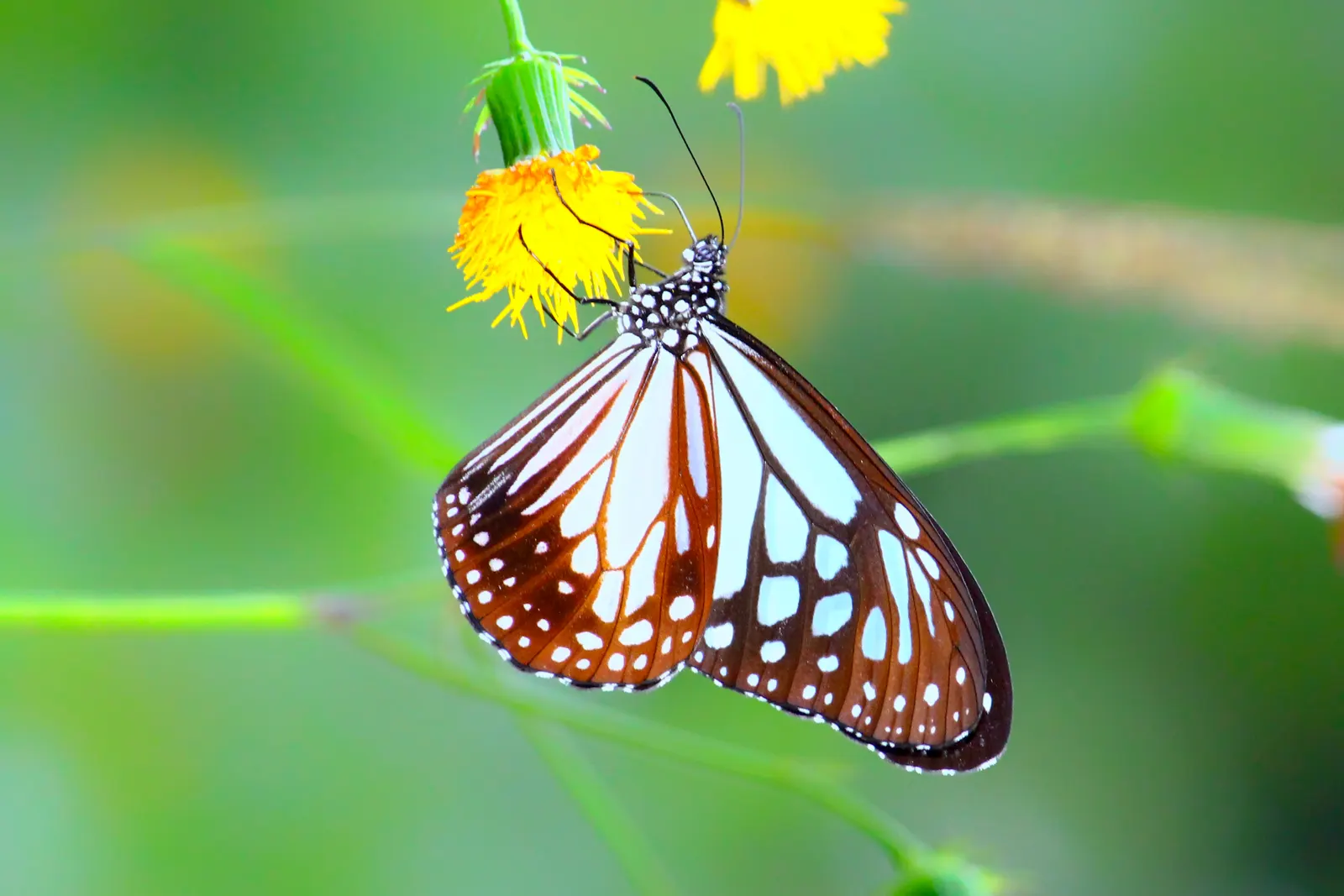 Chocolate Flower (Berlandiera Lyrata) — yellow flowers in the garden; attracting butterflies while being deer resistant