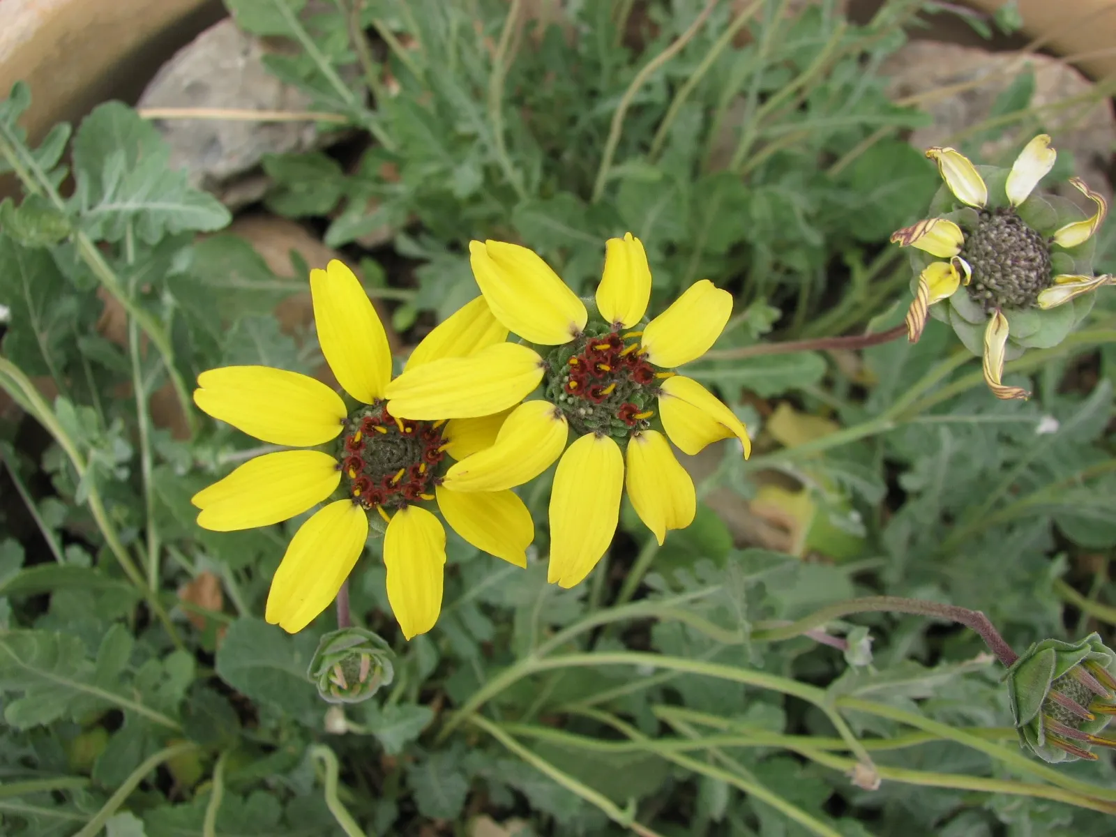 Chocolate Flower (Berlandiera Lyrata) — the Chocolate Flower thrives in full sun exposure