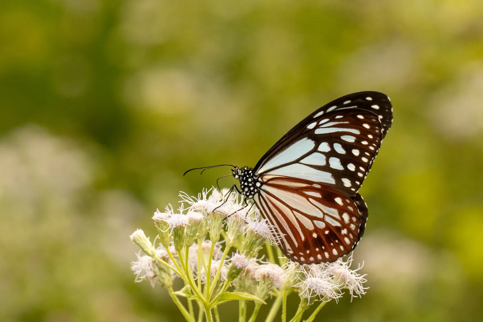 Chocolate Flower (Berlandiera Lyrata) — is a perennial that thrives in full sun