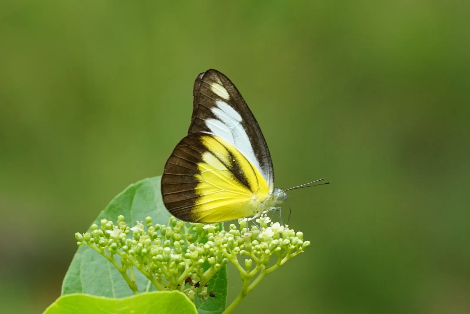 Chocolate Flower (Berlandiera Lyrata) — which are typically around 2 inches in diameter; adding texture to the planting area.<br><br>For landscape, image 64