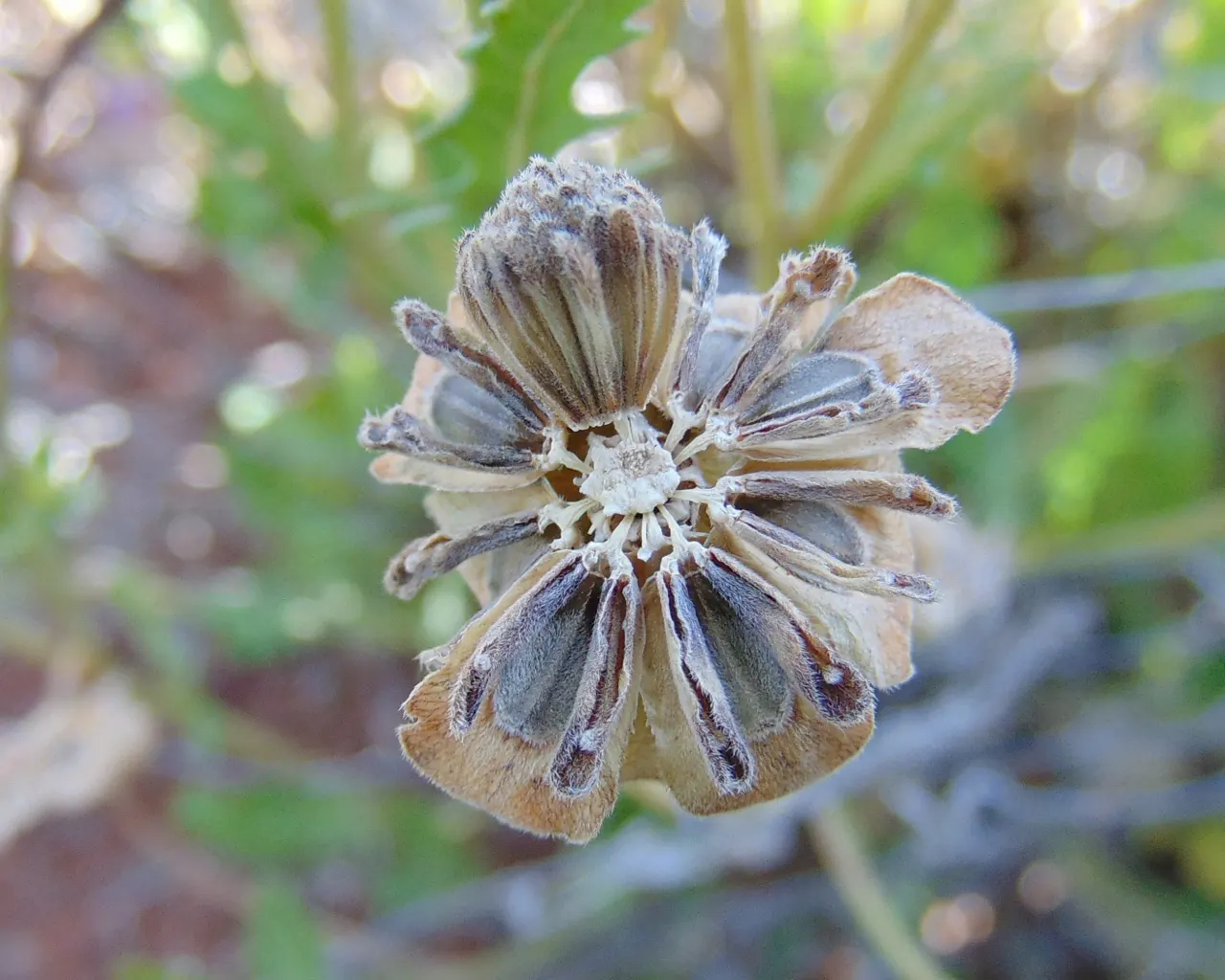 Chocolate Flower (Berlandiera Lyrata) — is a charming addition to any garden that offers both visual appeal and a delightful olfactory experience, image 60