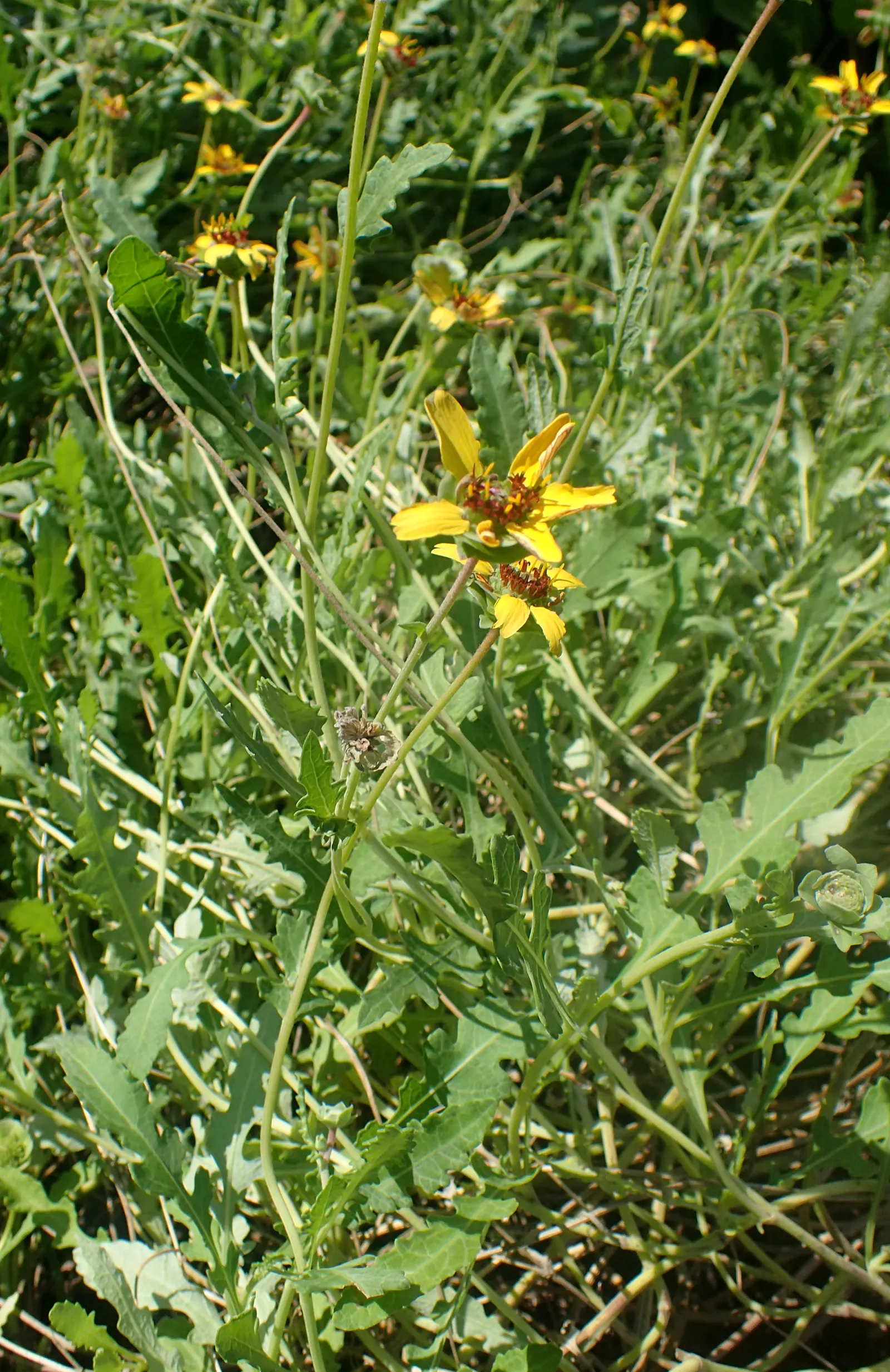 Chocolate Flower (Berlandiera Lyrata) — Peak blooming occurs from late spring through fall, providing a long season of sensory delight; commonly referred to as