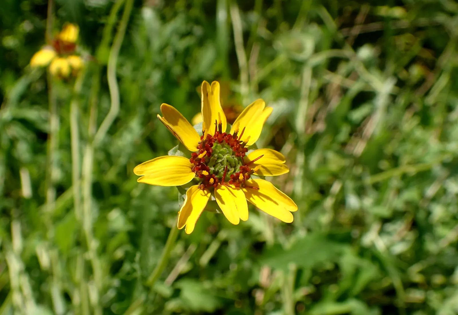 Chocolate Flower (Berlandiera Lyrata) — aptly named for its chocolate-scented blooms; this perennial is native to the south-central United States