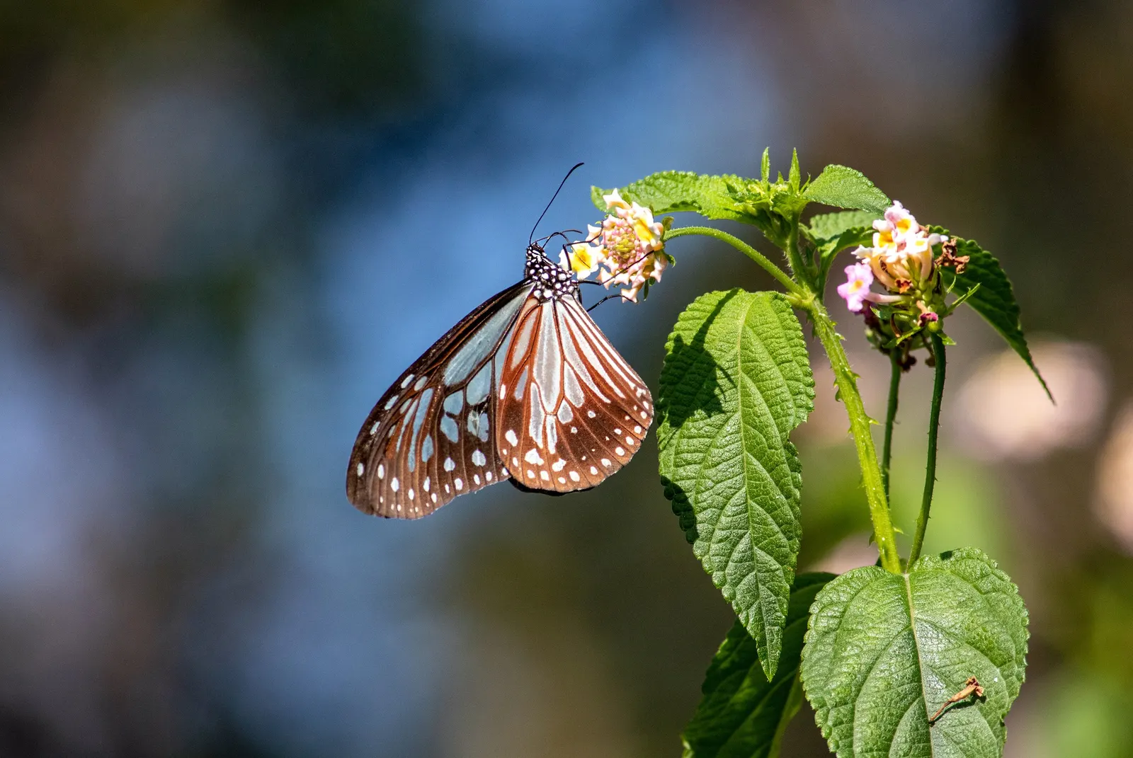 Chocolate Flower (Berlandiera Lyrata) — is a charming addition to any garden that offers both visual appeal and a delightful olfactory experience