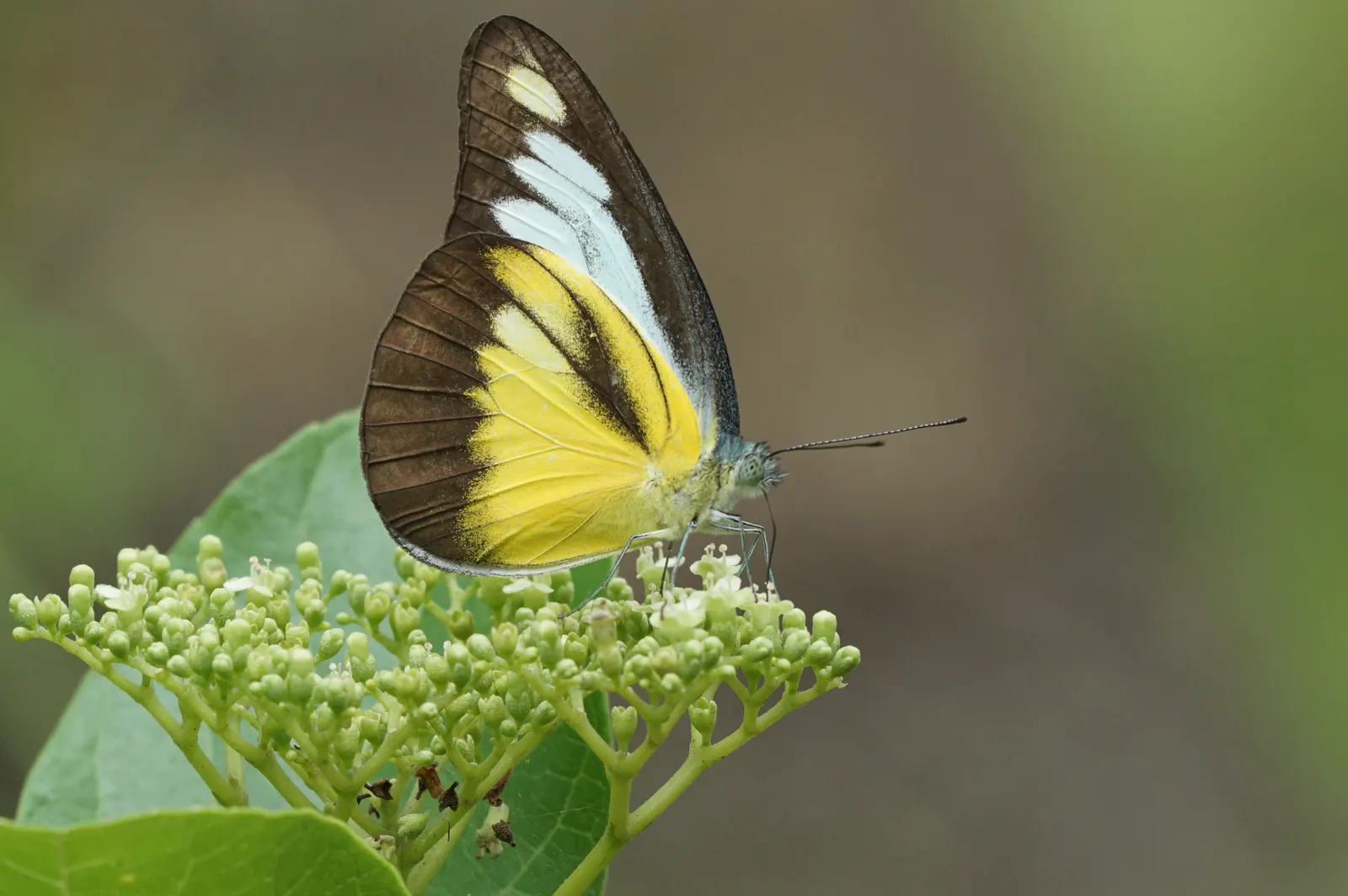 Chocolate Flower (Berlandiera Lyrata) — attracting butterflies while being deer resistant; is a perennial that thrives in full sun, image 58
