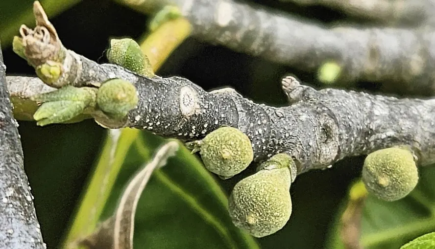 Chocolate Flower (Berlandiera Lyrata) — The Chocolate Flower (Berlandiera lyrata)