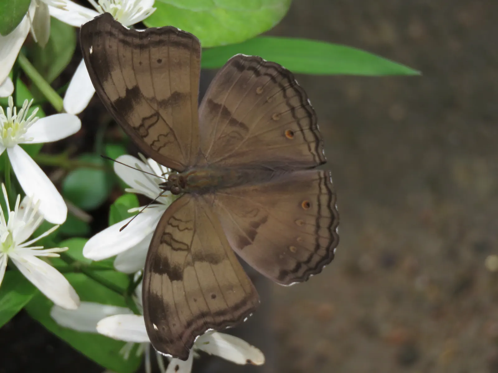 Chocolate Flower (Berlandiera Lyrata) — the Chocolate Flower thrives in full sun exposure; drought-resistant, it‚Äôs ideal for xeriscapes