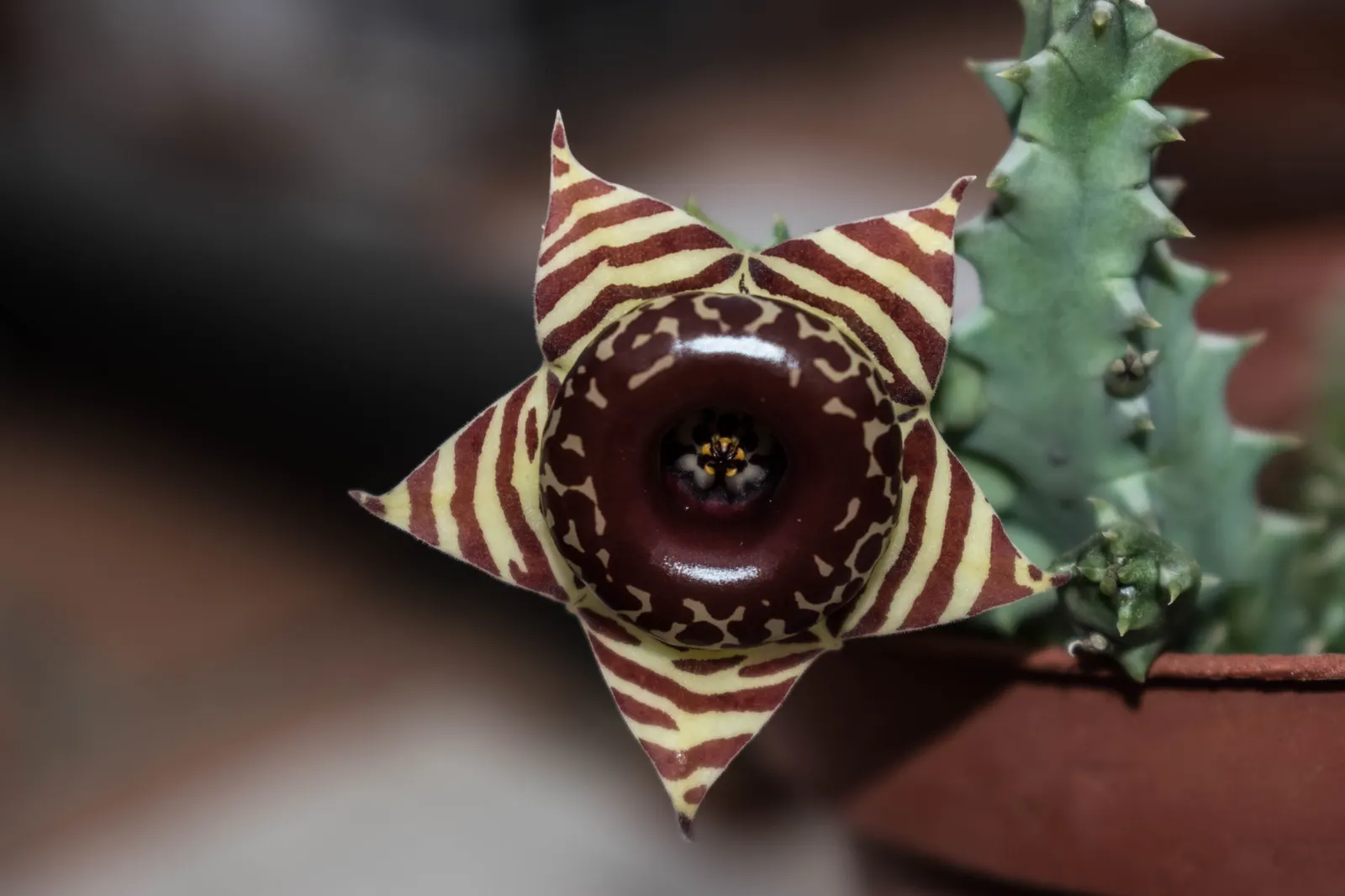 Chocolate Flower (Berlandiera Lyrata) — The Chocolate Flower (Berlandiera lyrata); this North American native reaches a height of 12-18 inches and spans 18-24