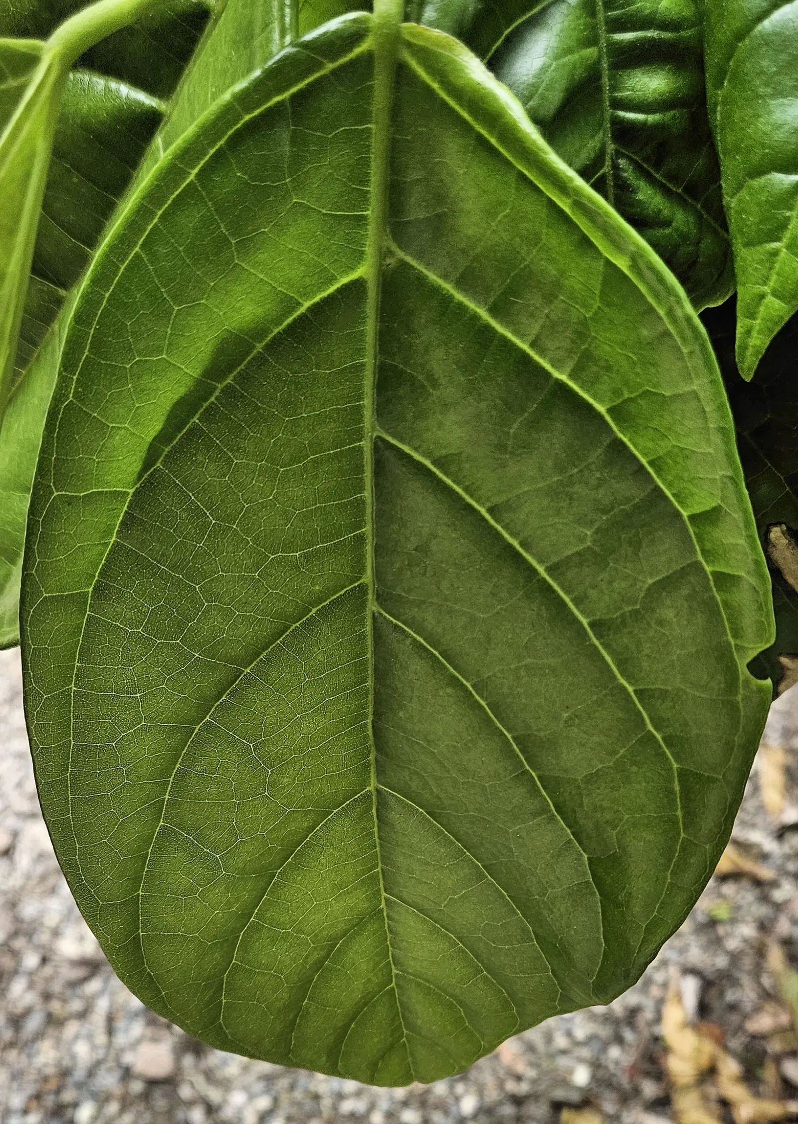 Chocolate Flower (Berlandiera Lyrata) — yellow flowers in the garden