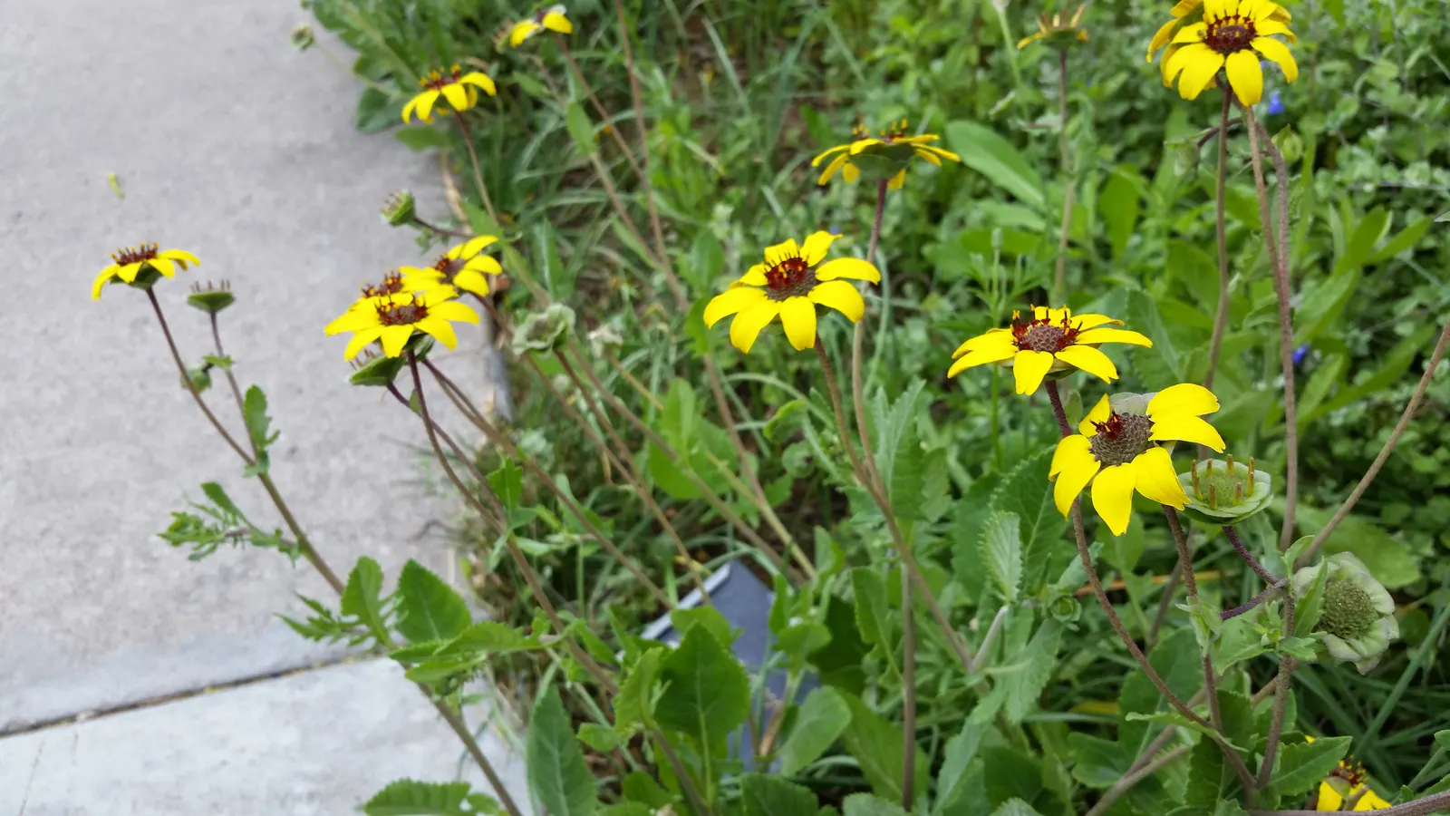 Chocolate Flower (Berlandiera Lyrata) — Drought-resistant, it‚Äôs ideal for xeriscapes; which are typically around 2 inches in diameter