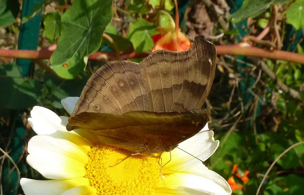Chocolate Flower (Berlandiera Lyrata) — ovate leaves are about 2 to 6 inches long