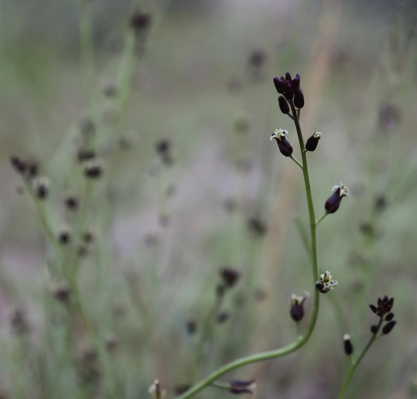 Chocolate Flower (Berlandiera Lyrata) — Peak blooming occurs from late spring through fall, providing a long season of sensory delight; commonly, image 66